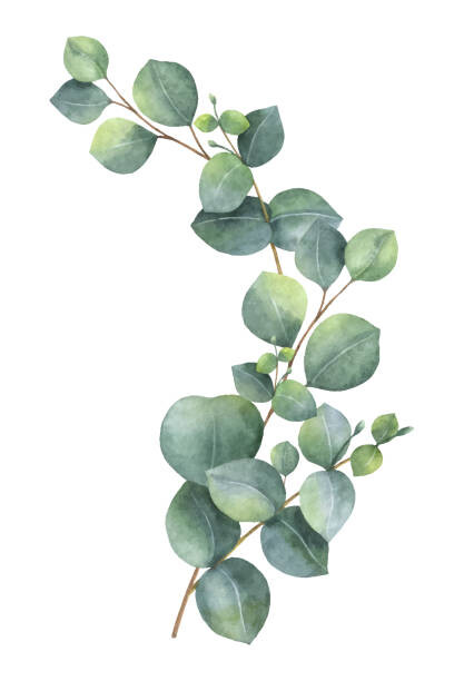 Αφίσα Watercolor vector wreath with green eucalyptus