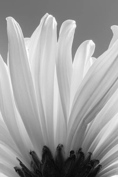 Αφίσα white chrysanthemum bw