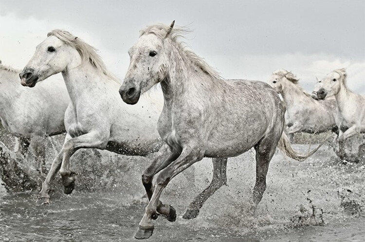 Αφίσα White Horses