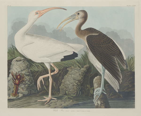 Αφίσα White Ibis, 1834