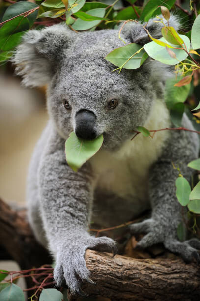 Αφίσα young koala