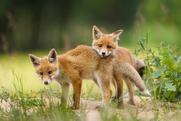 Εκτύπωση καμβά Adorable baby fox pups playing