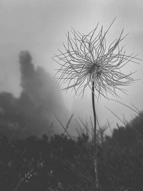 Εκτύπωση καμβά Beautiful wild flower Pulsatilla grandis, Pasque