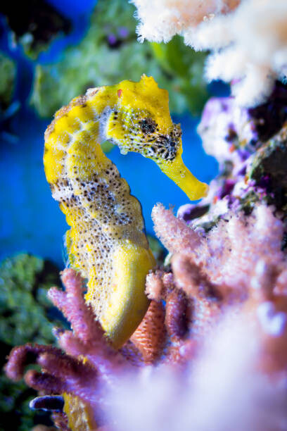 Εκτύπωση καμβά Close-up of sea horse swimming in sea,Germany