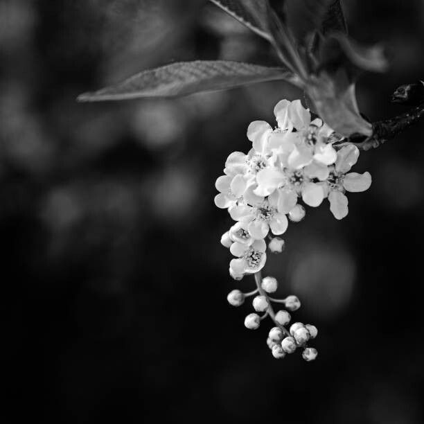 Εκτύπωση καμβά close up of white tree blossoms