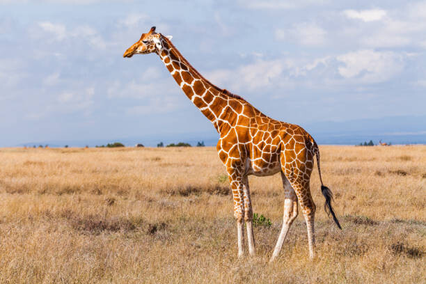 Εκτύπωση καμβά Giraffes in the savannah, Kenya