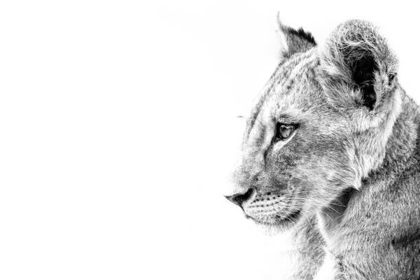 Εκτύπωση καμβά Grayscale shot of a cute lion