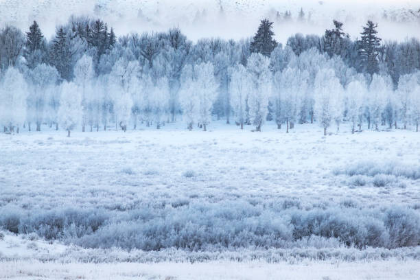 Εκτύπωση καμβά Hoar frosted trees in Jackson, Wyoming,