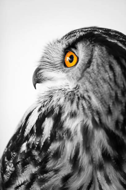 Εκτύπωση καμβά Owl profile