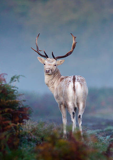 Εκτύπωση καμβά Portrait of fallow deer stag