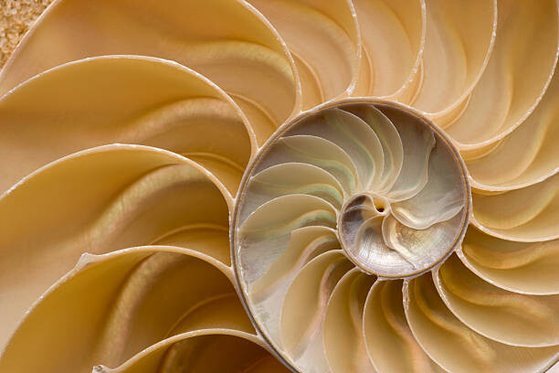 Εκτύπωση καμβά Seashell - Chambered Nautilus Shell Detail.