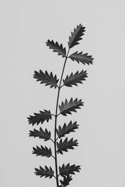 Εκτύπωση καμβά Strange and Beautiful