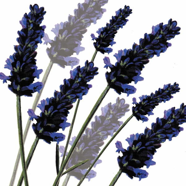 Εκτύπωση καμβά Sweet Lavender, 2004
