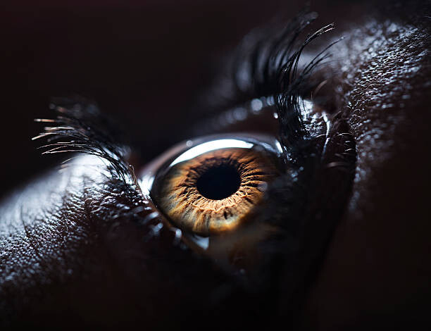 Εκτύπωση καμβά The Human Eye.