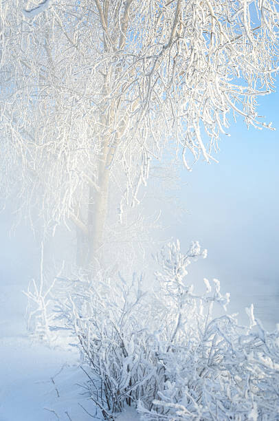 Εκτύπωση καμβά Trees covered with rime
