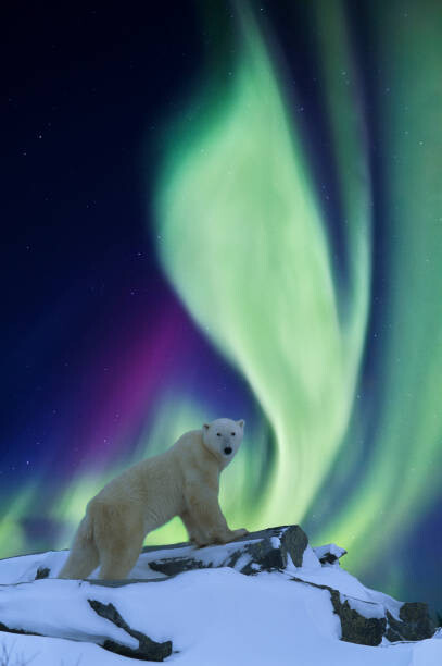 Плакат Aurora borealis and polar bear