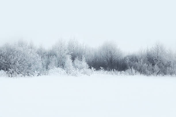 Плакат Beautiful winter forest landscape, trees covered