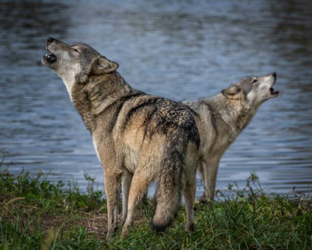 Плакат Beautiful Wolf Growling and Howling