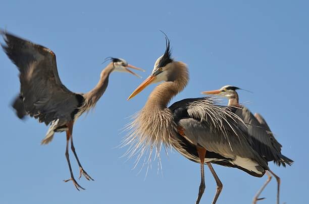 Плакат Blue Herons 1