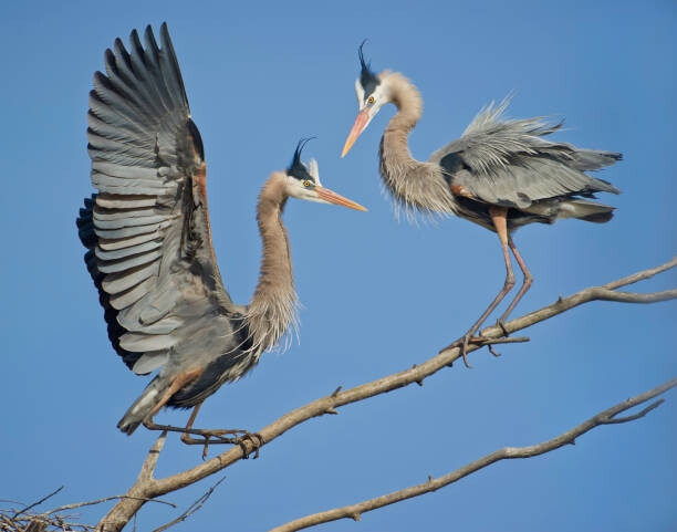 Плакат Breeding's Greeting