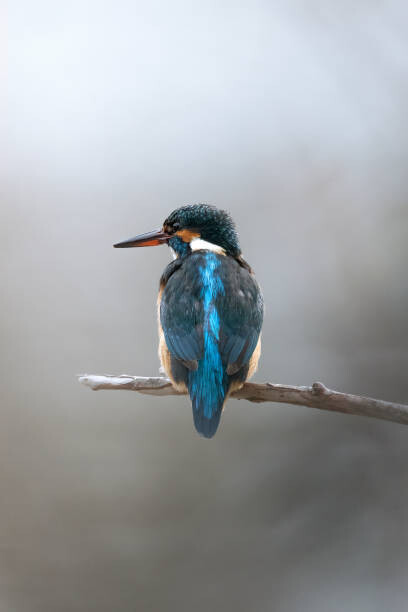 Плакат Close-up of kingfisher perching on branch,Ascona,Switzerland