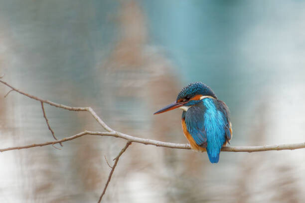 Плакат Close-up of kingfisher perching on branch