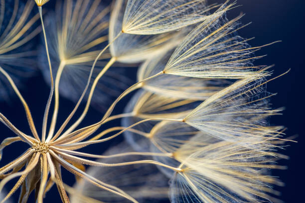 Плакат Dandelion