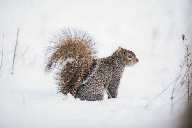 Плакат Fluffy friend,Close-up of gray squirrel on