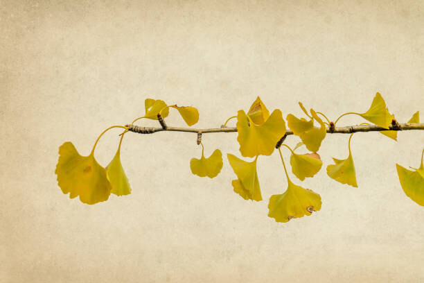 Плакат Ginkgo biloba branch and leaves in autumn