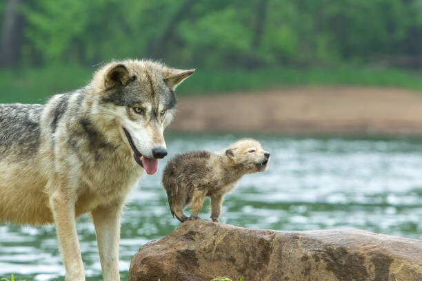 Плакат Gray Wolf pup and adult