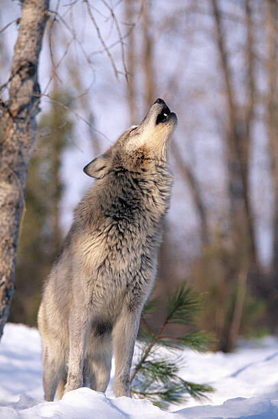 Плакат HOWLING GREY WOLF, MONTANA