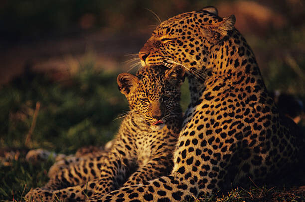 Плакат Leopard mother and cub , resting