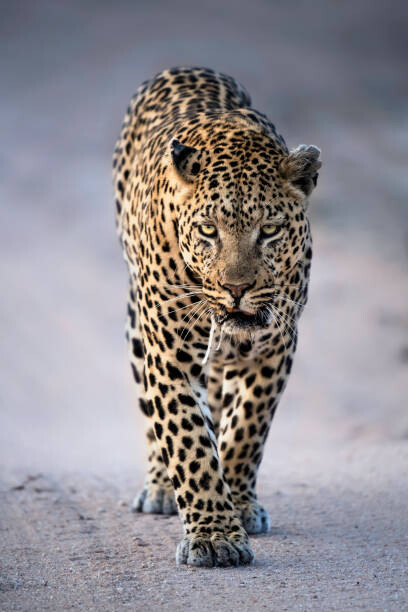 Плакат Leopard Portrait