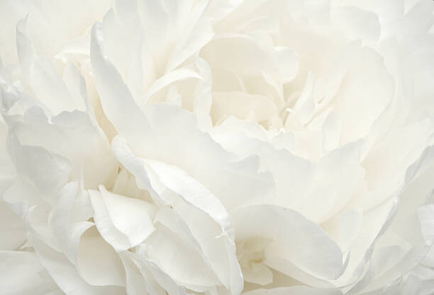 Плакат Pale Peony