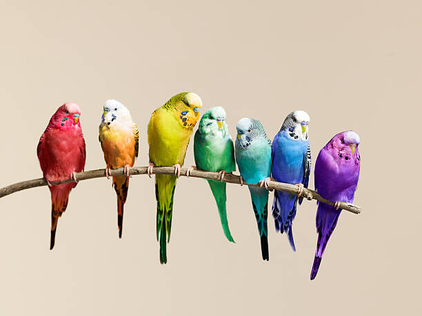 Плакат Rainbow row of budgies sat on a branch