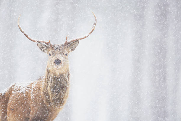 Плакат Red deer Cervus elaphus, stag in winter, Scotland