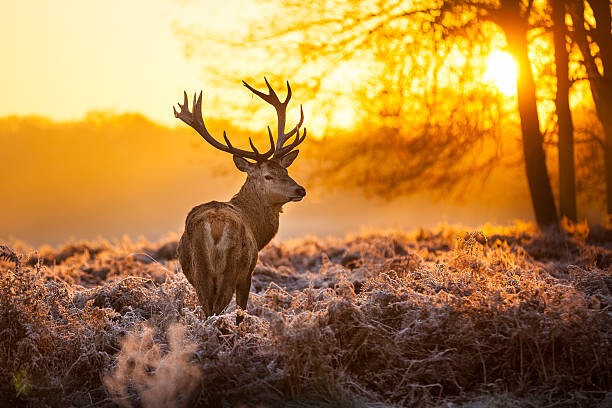 Плакат Red deer