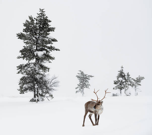 Плакат Reindeer standing in snow in winter