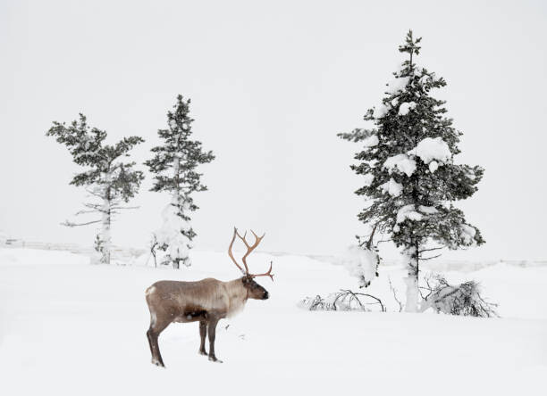 Плакат Reindeer standing in snowy winter landscape