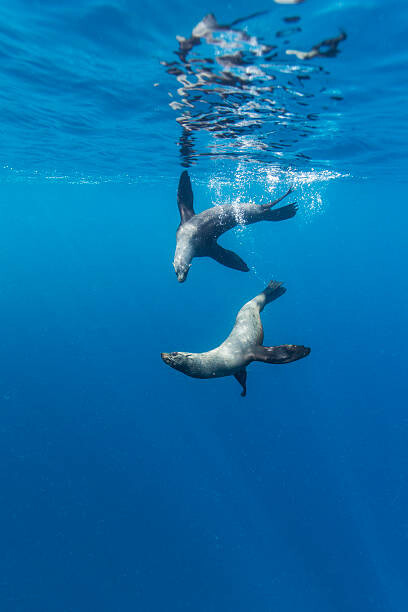 Плакат Southern Sea Lions, Diego Ramirez Islands, Chile