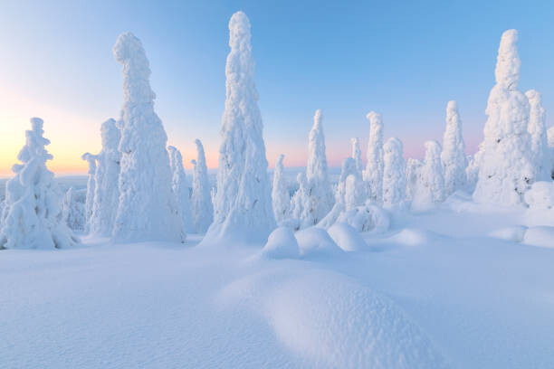 Плакат Trees covered with snow at dawn,
