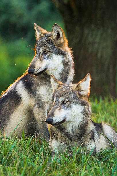 Плакат Two Gray Wolves (Canis lupus) Indiana, USA