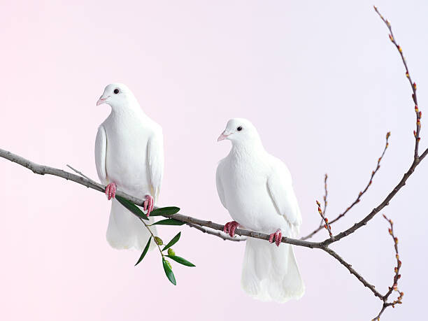 Плакат Two white doves with olive branch