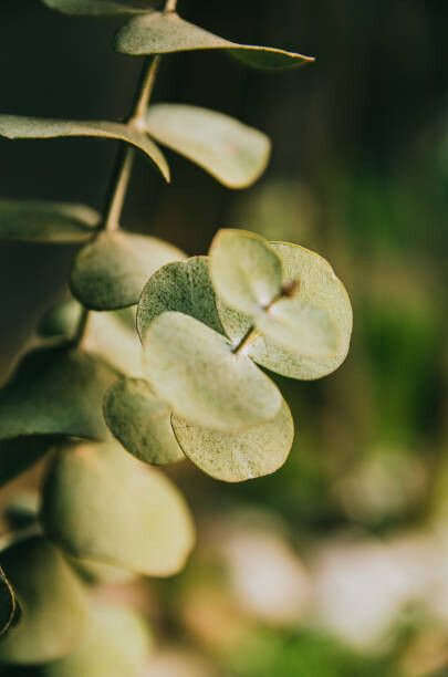 Плакат Vegetacion