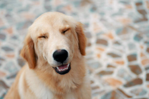 Картината върху платно A smiley face of golden retriever