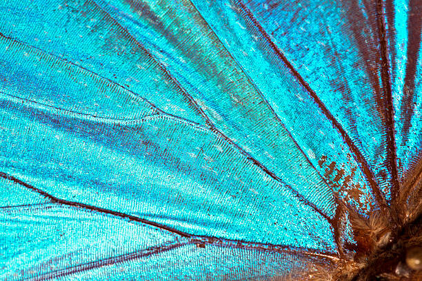 Картината върху платно Butterfly wing background