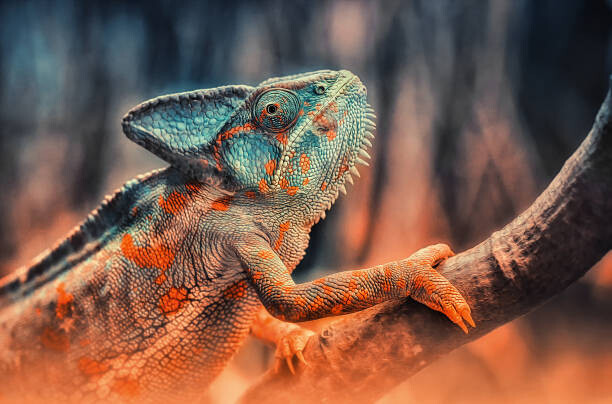 Картината върху платно chameleon