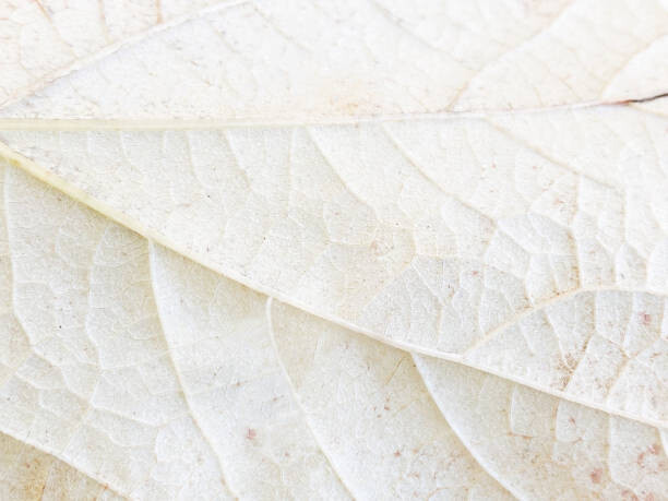 Картината върху платно close-up detail of underside of cream