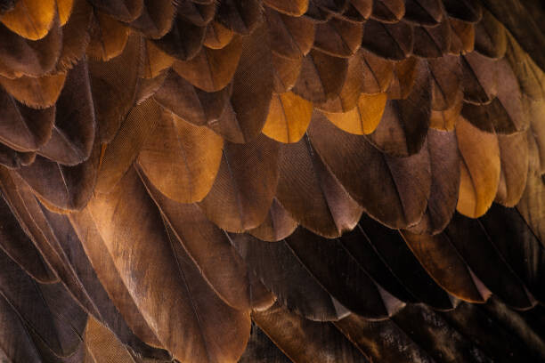 Картината върху платно Golden Eagle's feathers