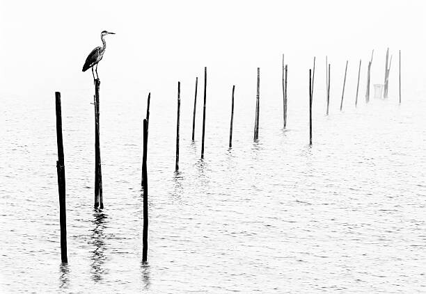 Картината върху платно Gray heron sitting on pole of fish trap in fog